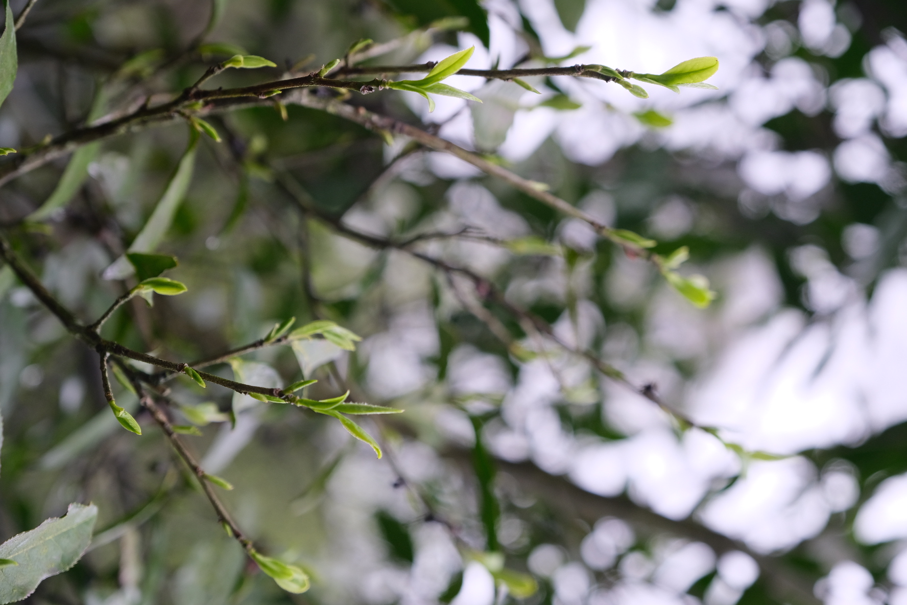 White Tea Collection